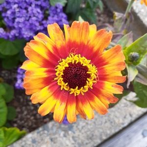 Meet your Posher, Ivy